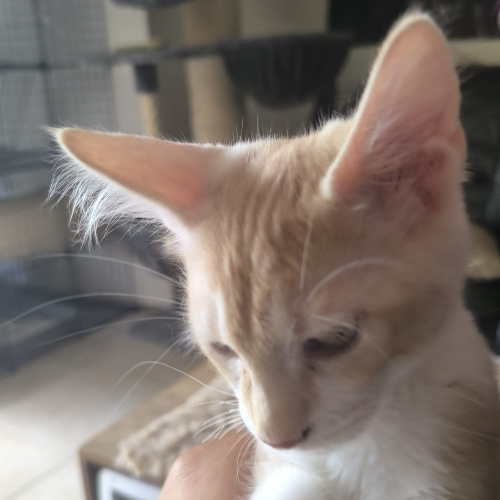 Foto van de poes