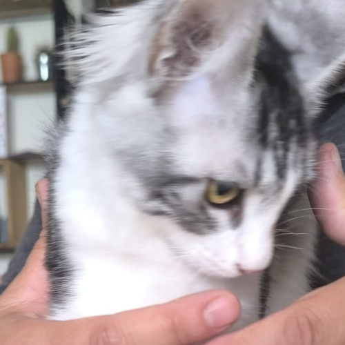 Foto van de poes