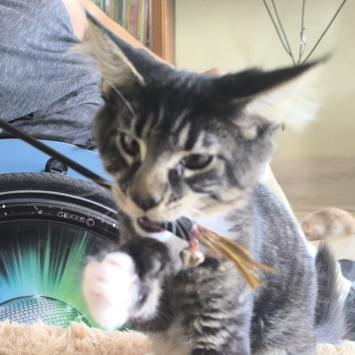 Foto van de poes