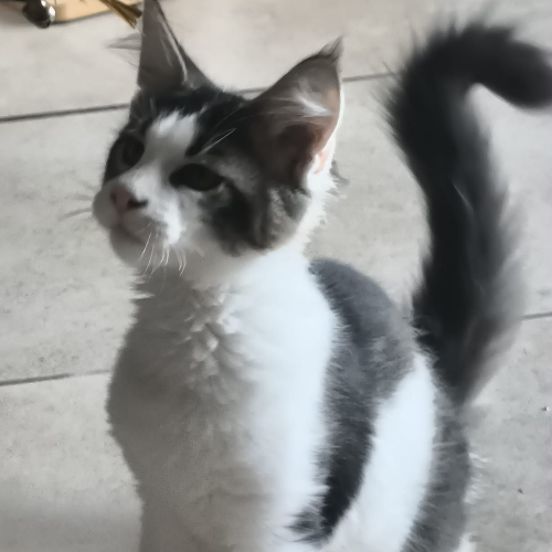 Foto van de poes