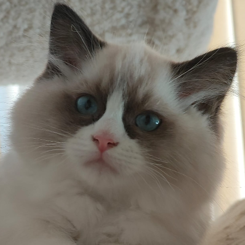 Foto van de poes