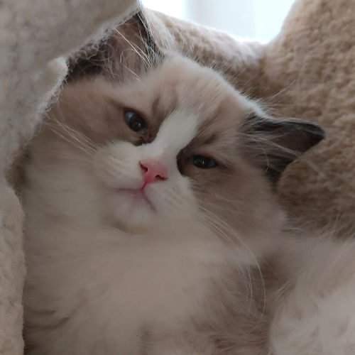 Foto van de poes
