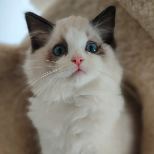 Foto van de poes