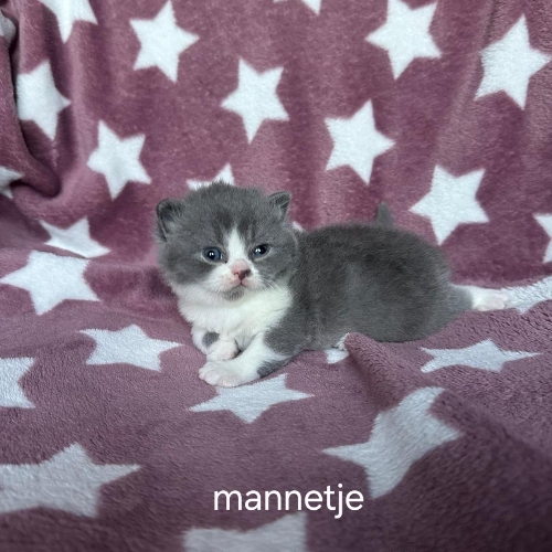 Foto van de poes