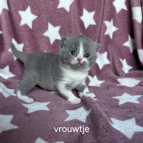 Foto van de poes