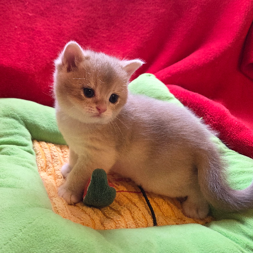 Foto van de poes