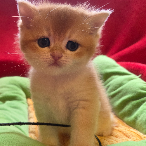Foto van de poes