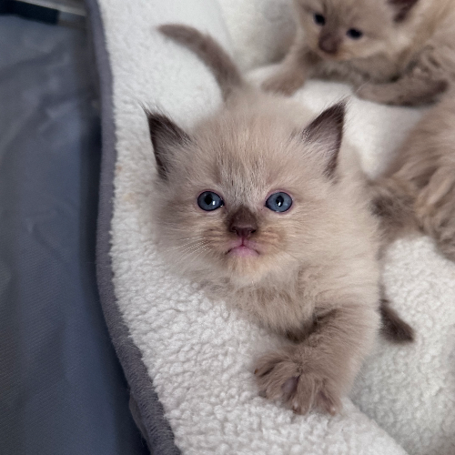 Foto van de poes