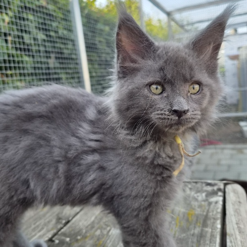 Foto van de poes
