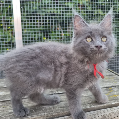 Foto van de poes