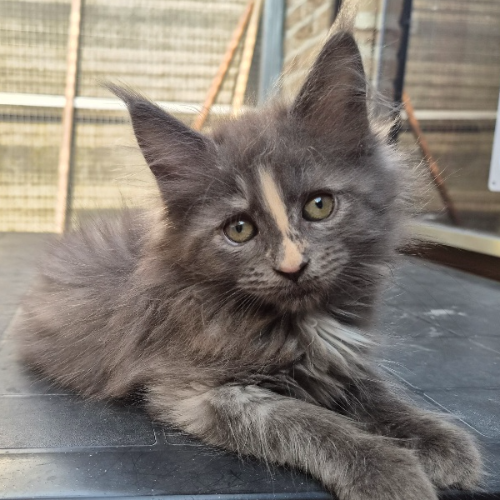 Foto van de poes