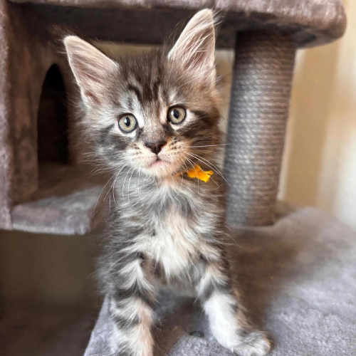 Foto van de poes