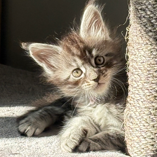 Foto van de poes