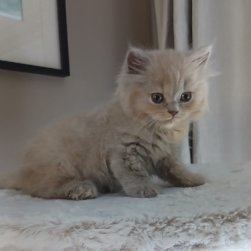 Foto van de poes