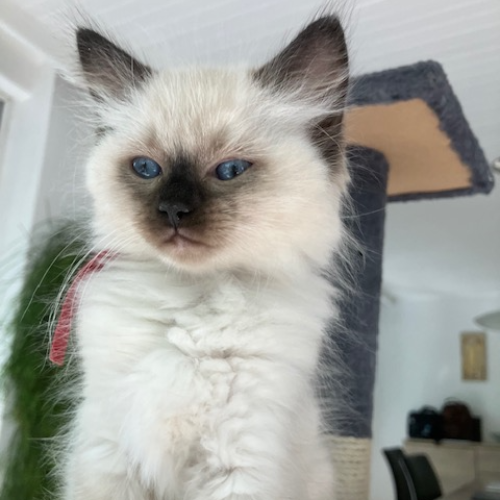 Foto van de poes