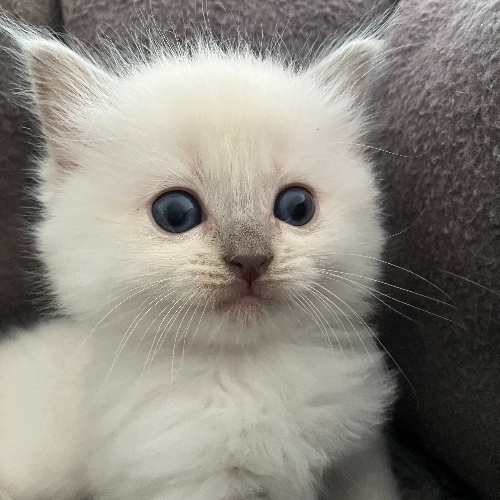 Foto van de poes