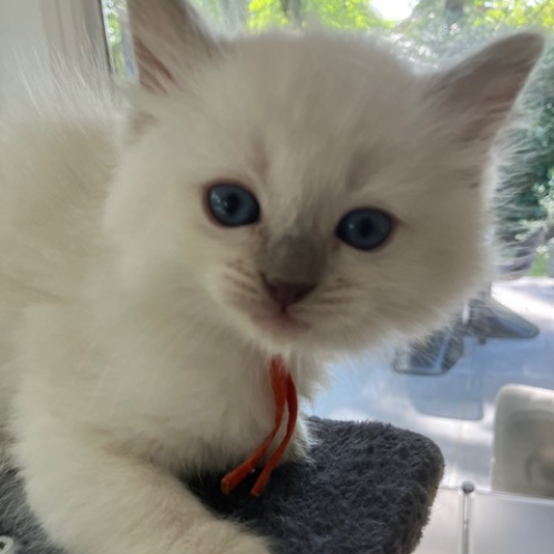 Foto van de poes