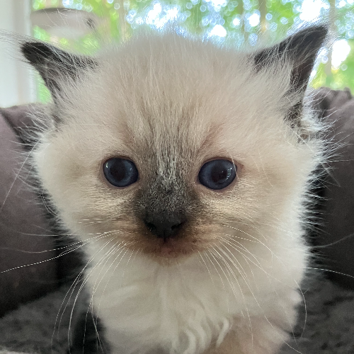 Foto van de poes
