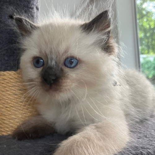 Foto van de poes
