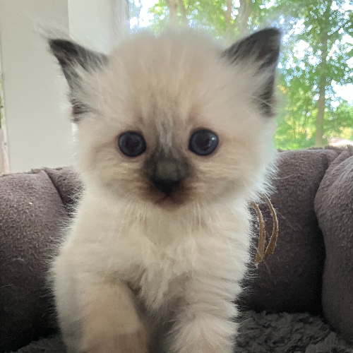 Foto van de poes