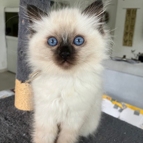 Foto van de poes