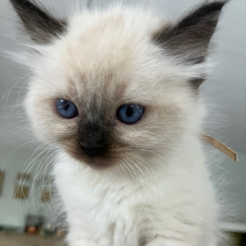 Foto van de poes