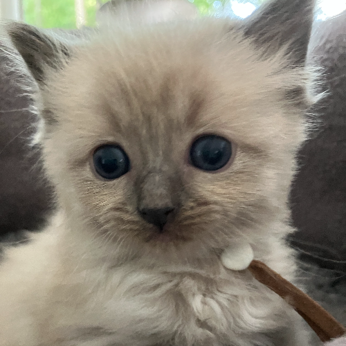Foto van de poes