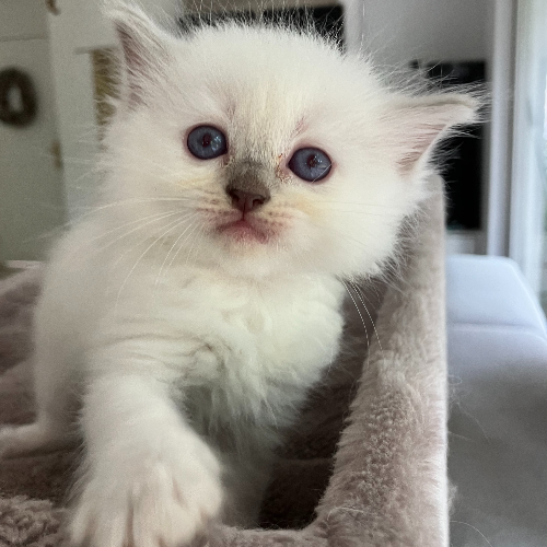 Foto van de poes