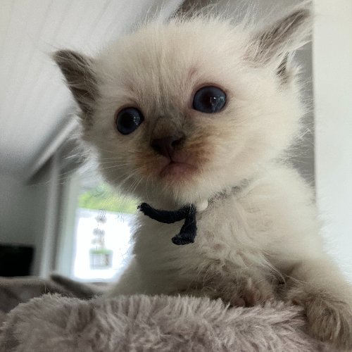 Foto van de poes