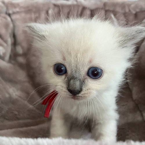 Foto van de poes