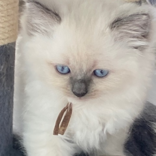 Foto van de poes