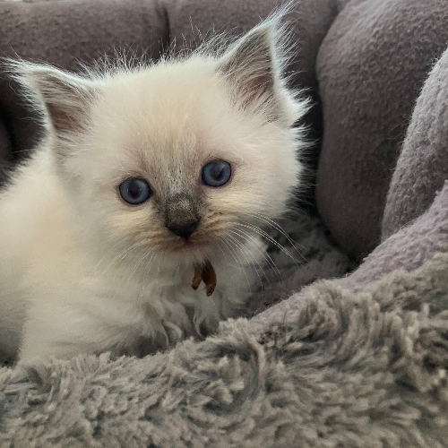 Foto van de poes