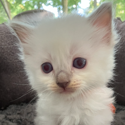 Foto van de poes