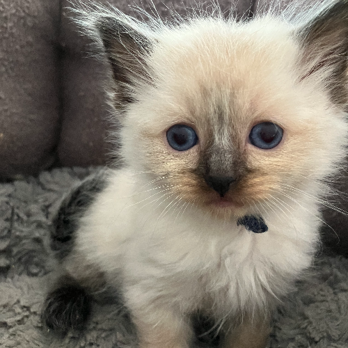 Foto van de poes