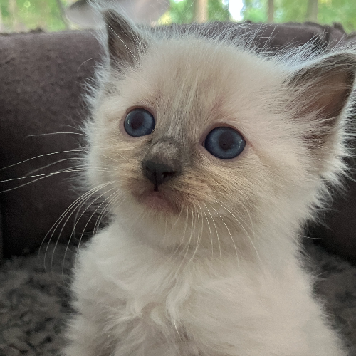 Foto van de poes