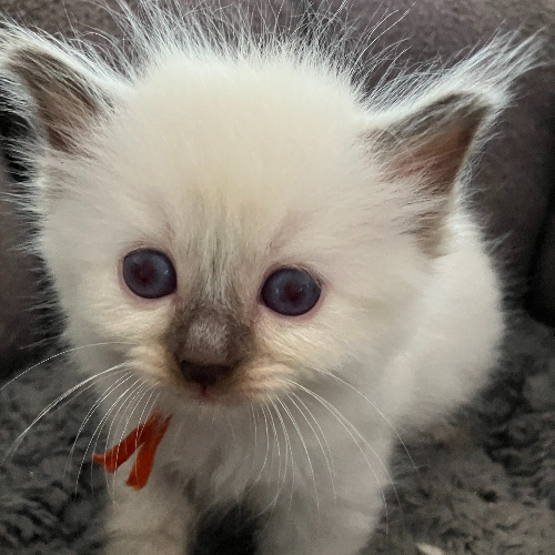 Foto van de poes