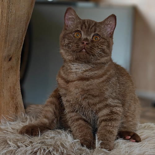 Foto van de poes