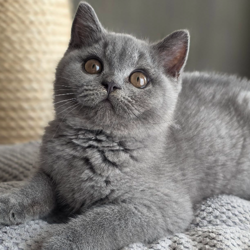 Foto van de poes