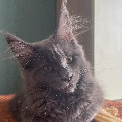 Foto van de poes