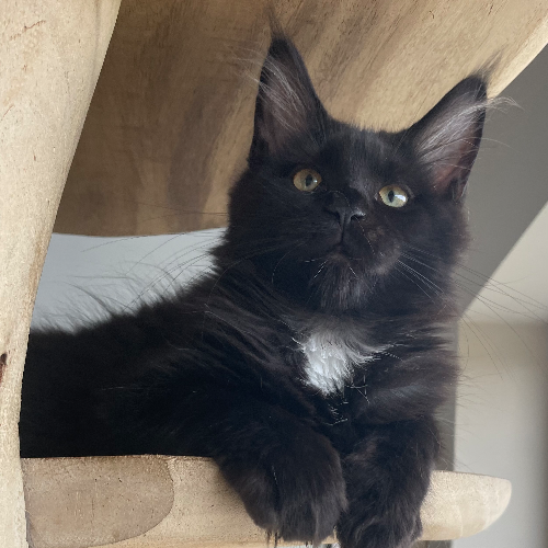 Foto van de poes