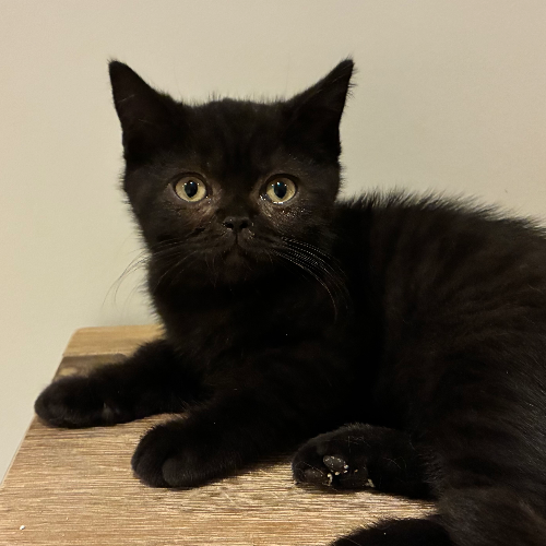 Foto van de poes