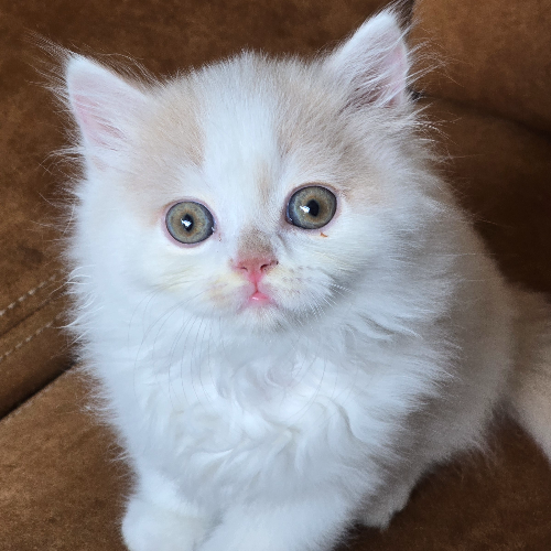 Foto van de poes