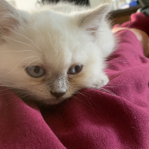 Foto van de poes