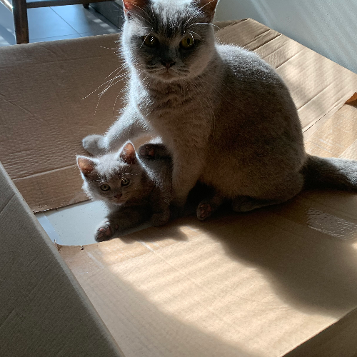 Foto van de poes