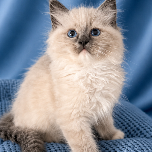 Foto van de poes