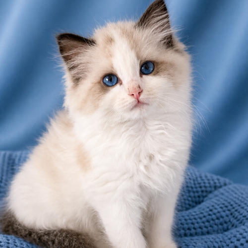Foto van de poes
