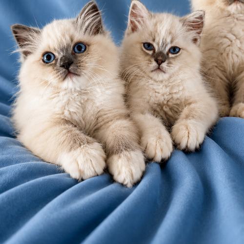 Foto van de poes