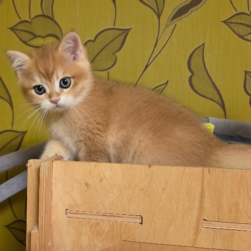 Foto van de poes