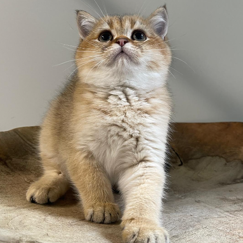 Foto van de poes