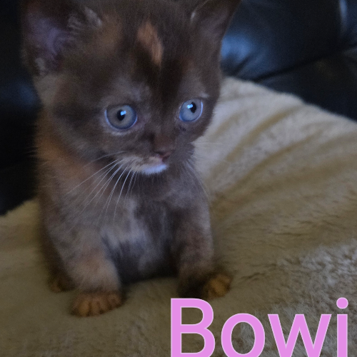 Foto van de poes